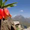 چۆمان-باڵەکایەتی- باشوری کوردستان